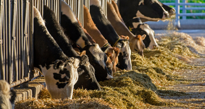 Saúde e nutrição animal atendidas pela Nexx com SAP Business One